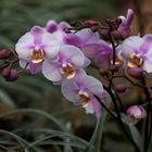 Phalaenopsis Optimost Morelia