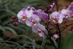 Phalaenopsis Optimost Morelia