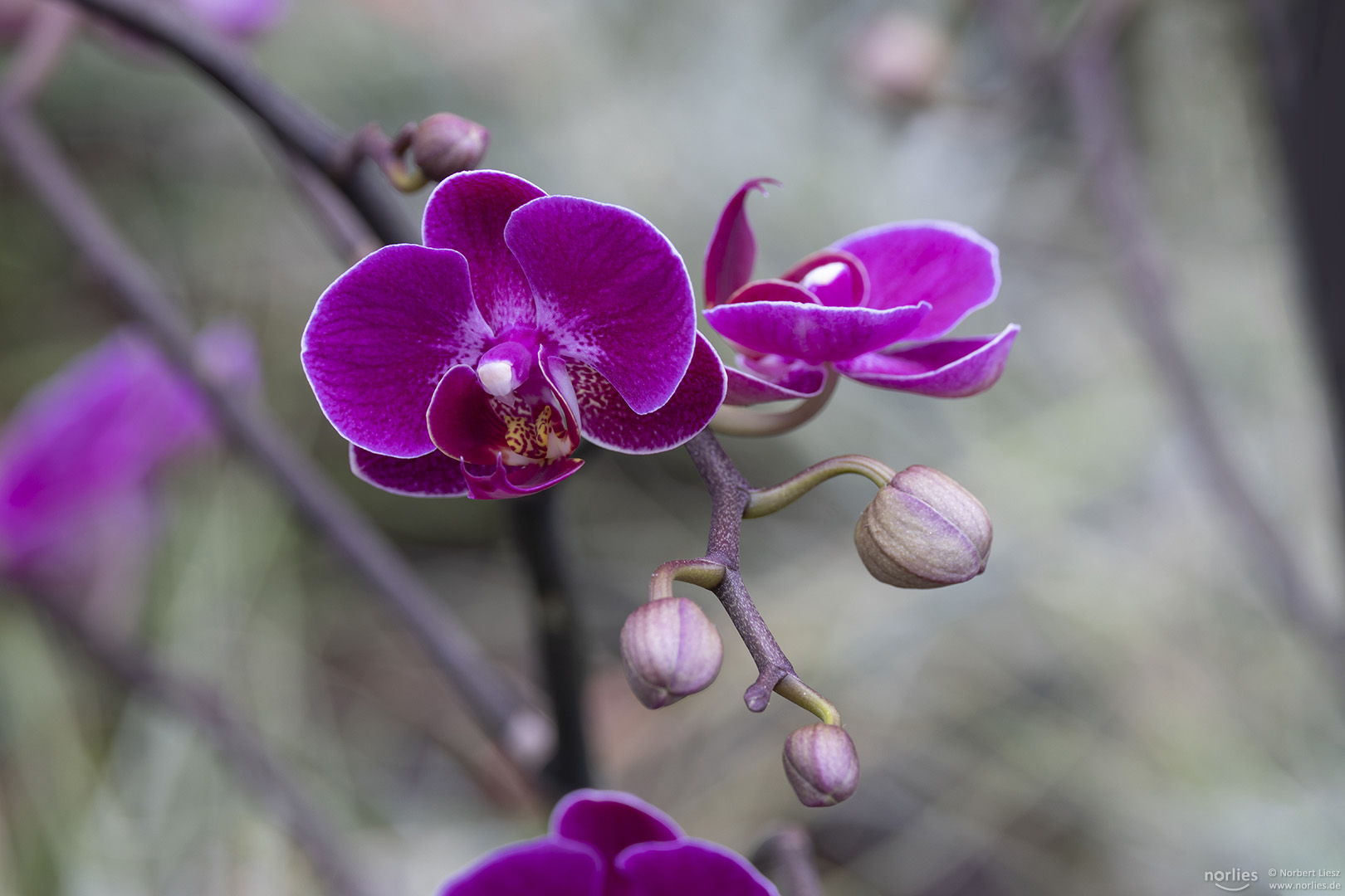 Phalaenopsis Optimost Morelia