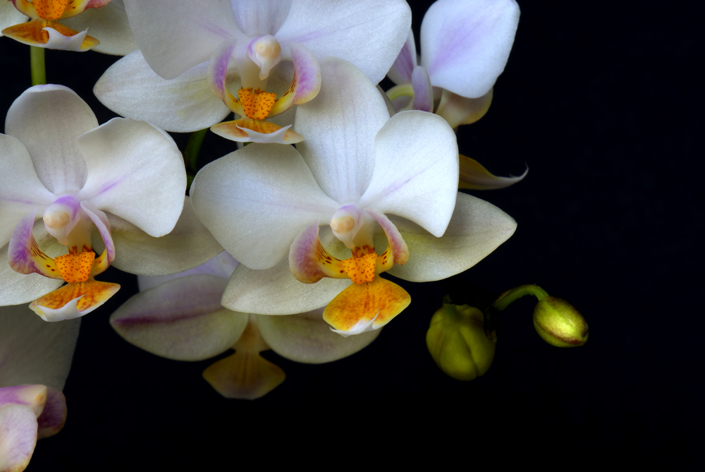 Phalaenopsis Orchidaceae