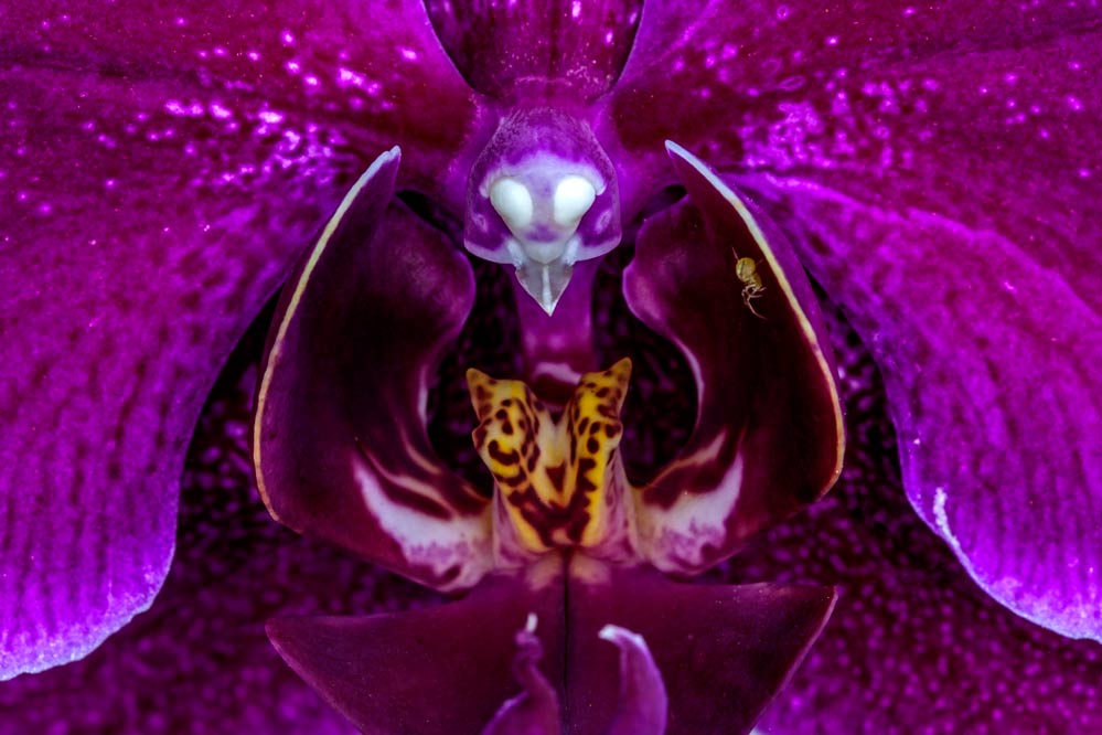 Phalaenopsis - Orchidaceae