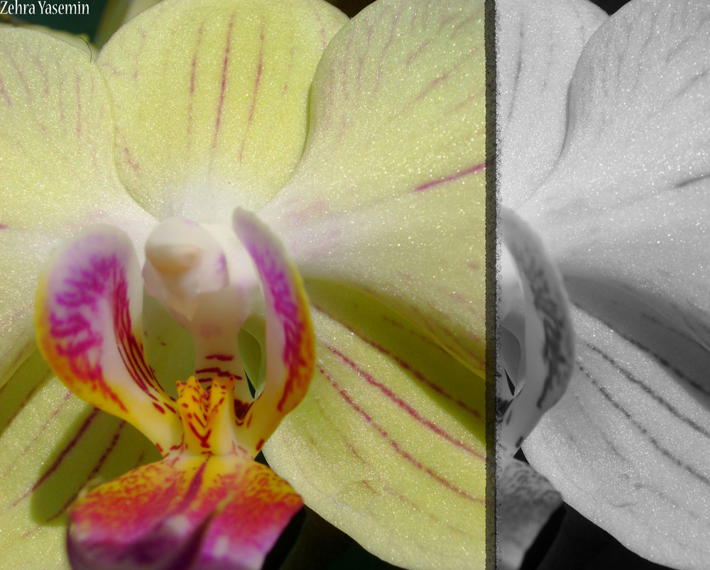 Phalaenopsis - Orchidee