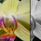 Phalaenopsis - Orchidee