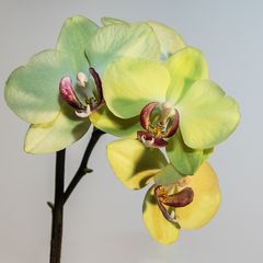 Phalaenopsis Orchidee