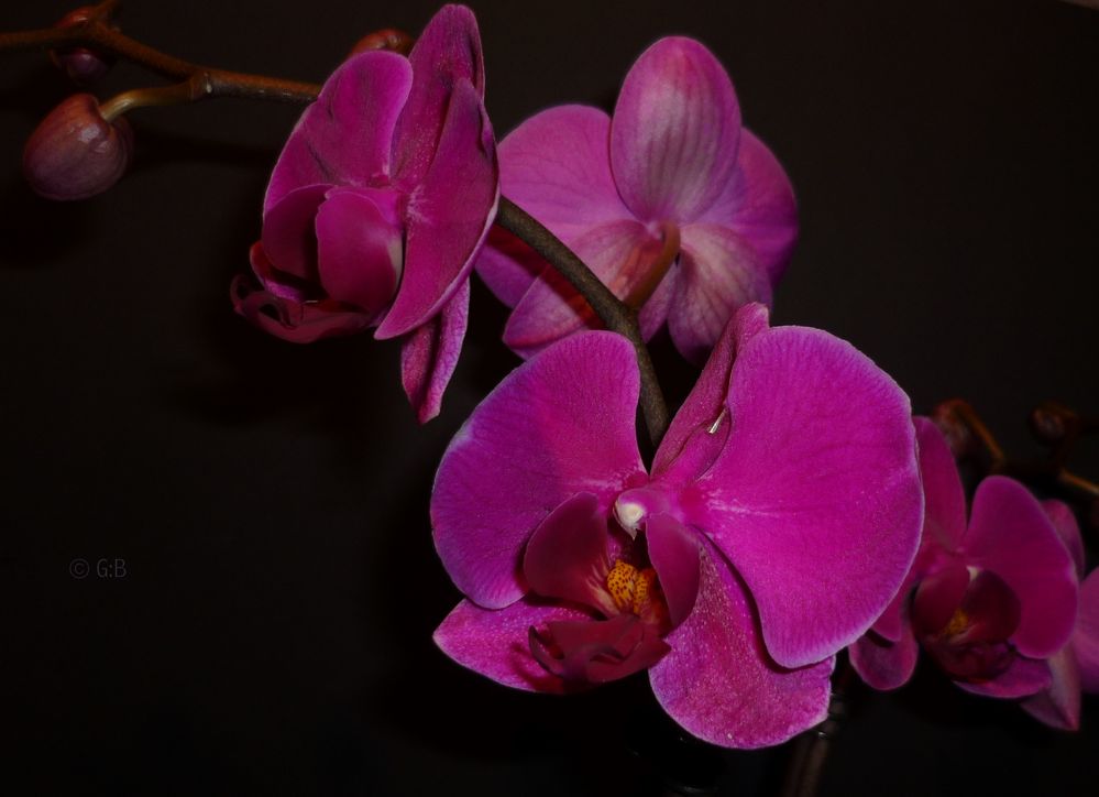 Phalaenopsis Orchidee