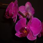 Phalaenopsis Orchidee