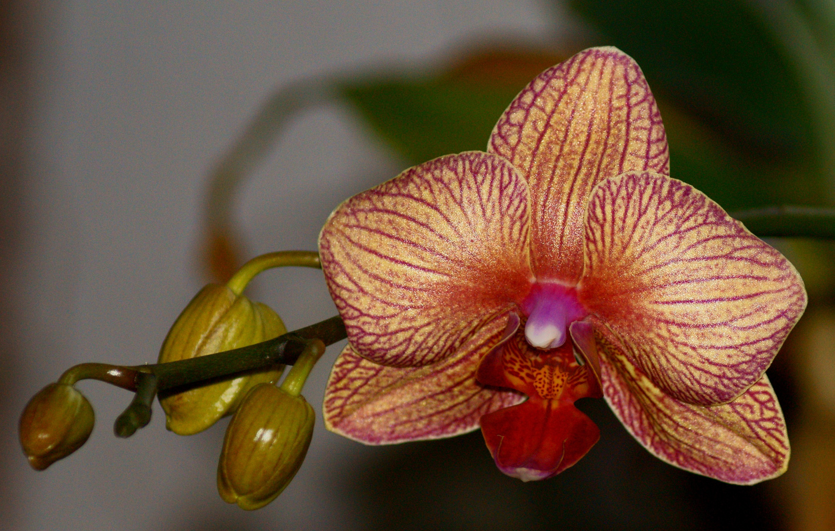 Phalaenopsis Orchidee