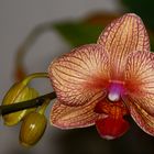 Phalaenopsis Orchidee