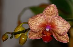 Phalaenopsis Orchidee