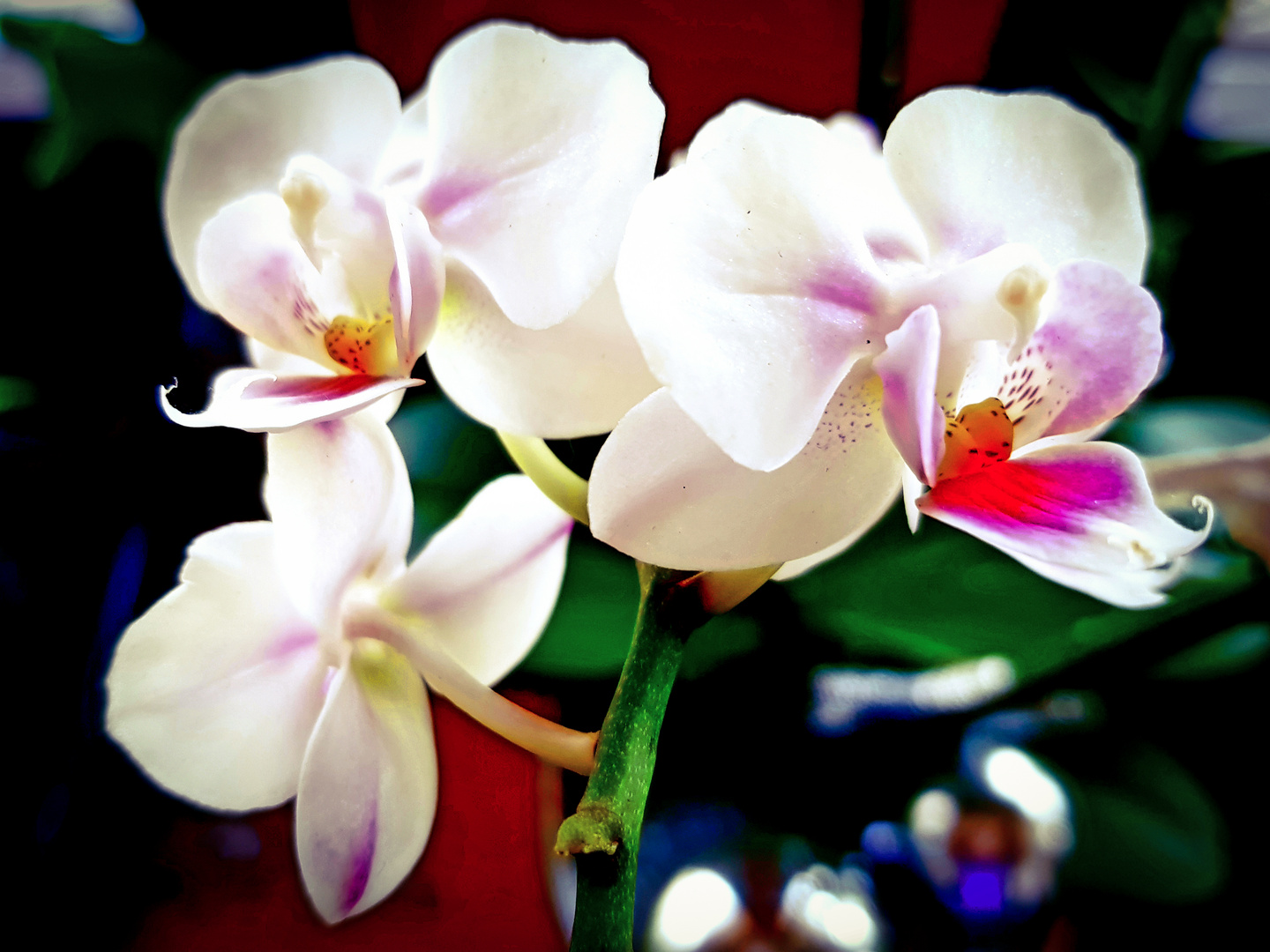 Phalaenopsis Orchidee