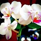 Phalaenopsis Orchidee