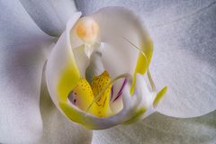 Phalaenopsis Orchidee