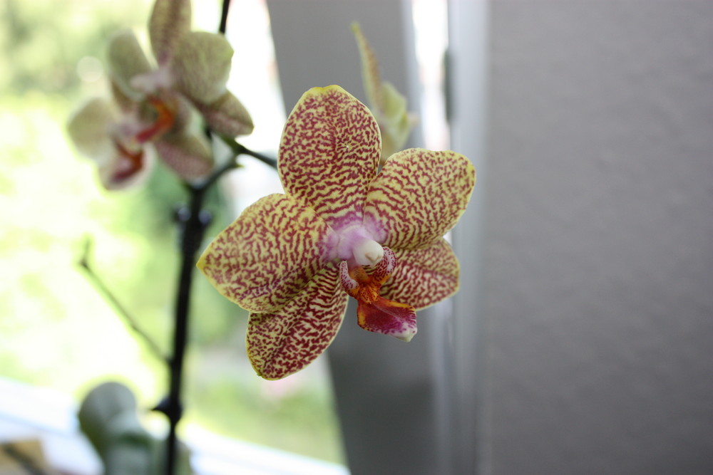 Phalaenopsis Orchidee