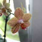 Phalaenopsis Orchidee