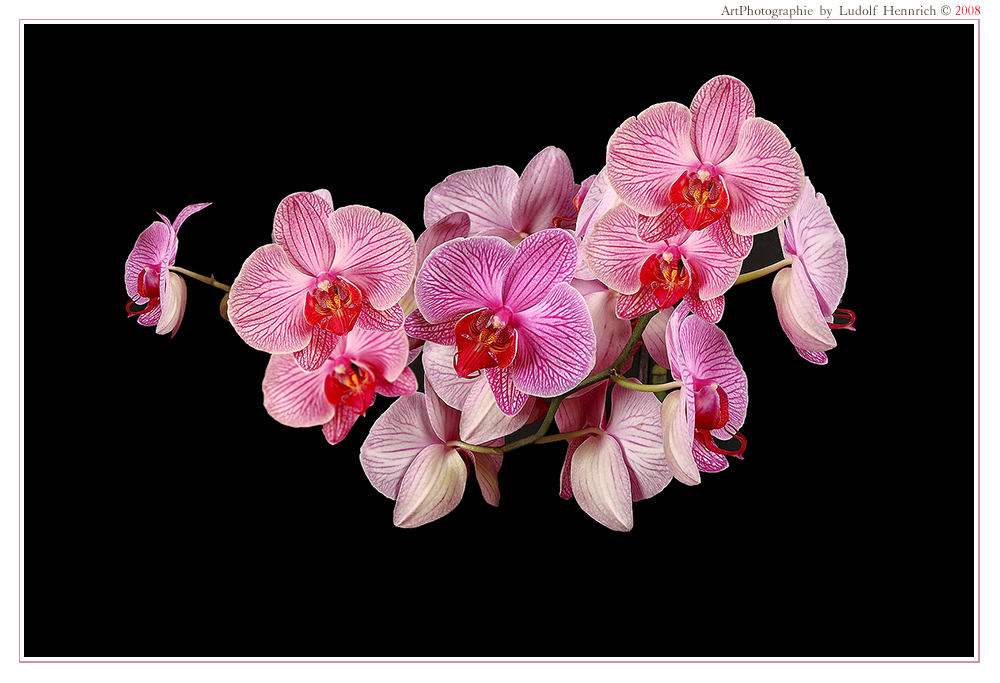 Phalaenopsis "Orchidee"