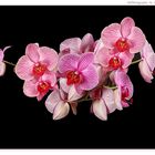 Phalaenopsis "Orchidee"