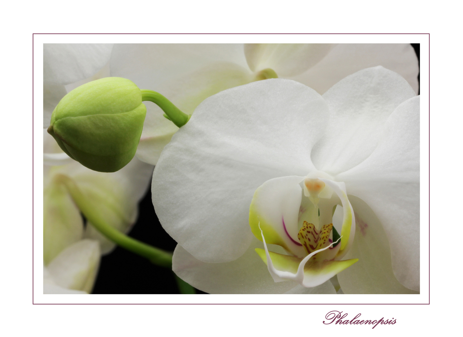 Phalaenopsis - Orchidee