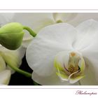 Phalaenopsis - Orchidee