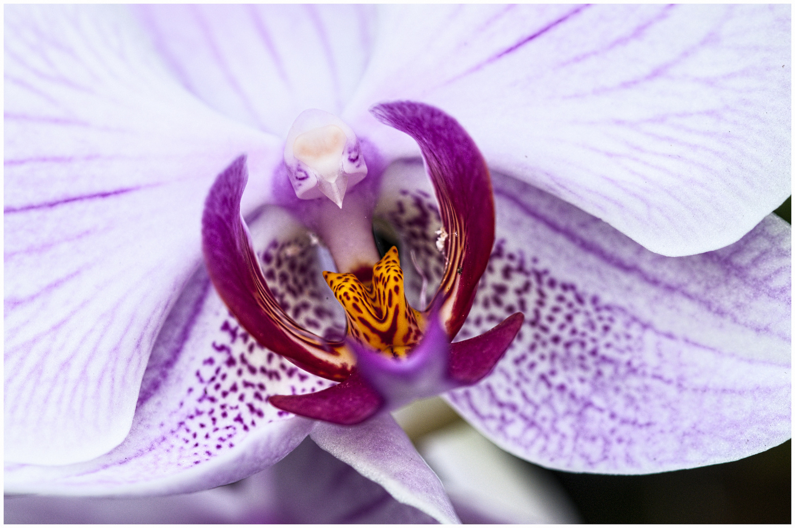 Phalaenopsis Orchidee 