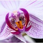 Phalaenopsis Orchidee 