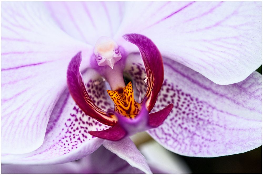 Phalaenopsis Orchidee 