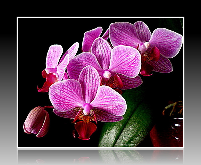 Phalaenopsis Orchidee