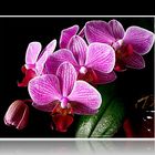 Phalaenopsis Orchidee