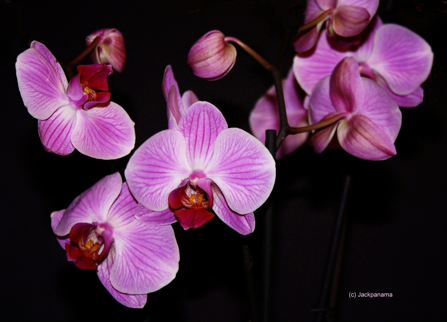 Phalaenopsis Orchidee