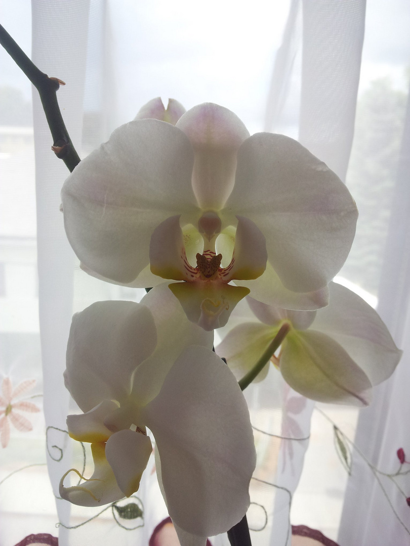 Phalaenopsis Orchidee