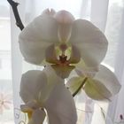 Phalaenopsis Orchidee