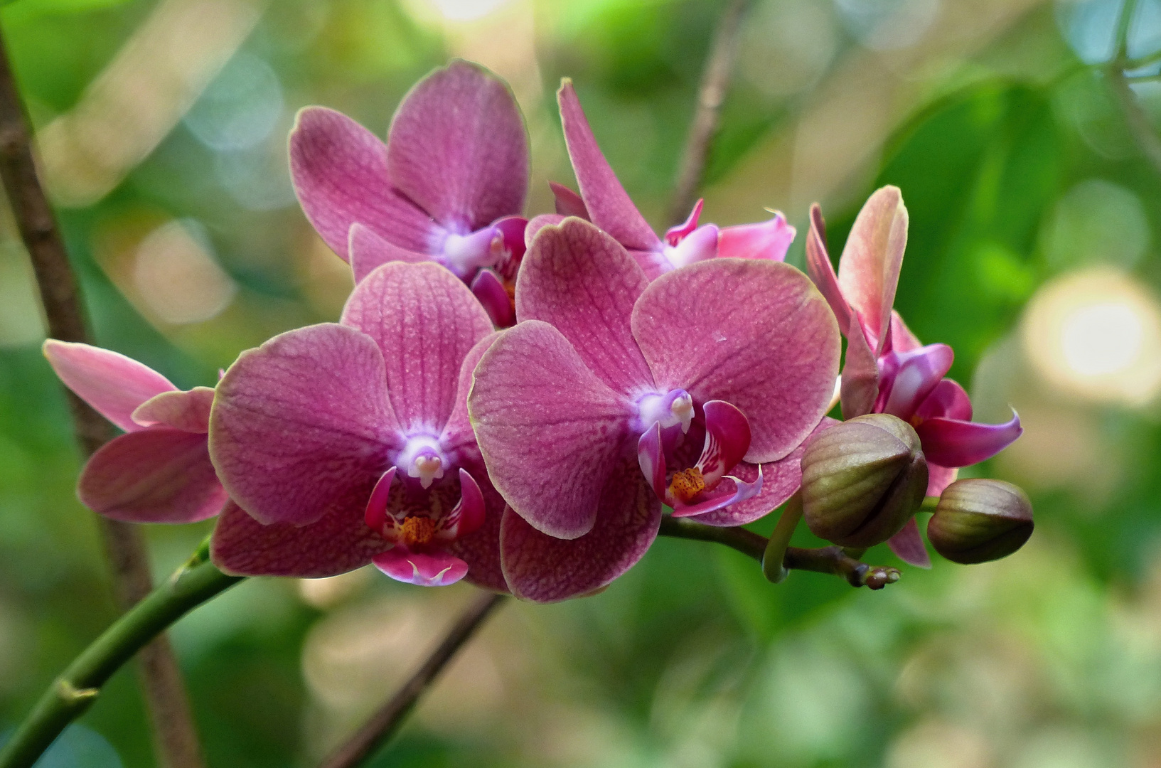 Phalaenopsis-Orchidee