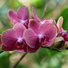 Phalaenopsis-Orchidee