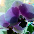 Phalaenopsis Orchidee