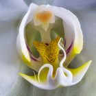 Phalaenopsis Orchidee ganz nah