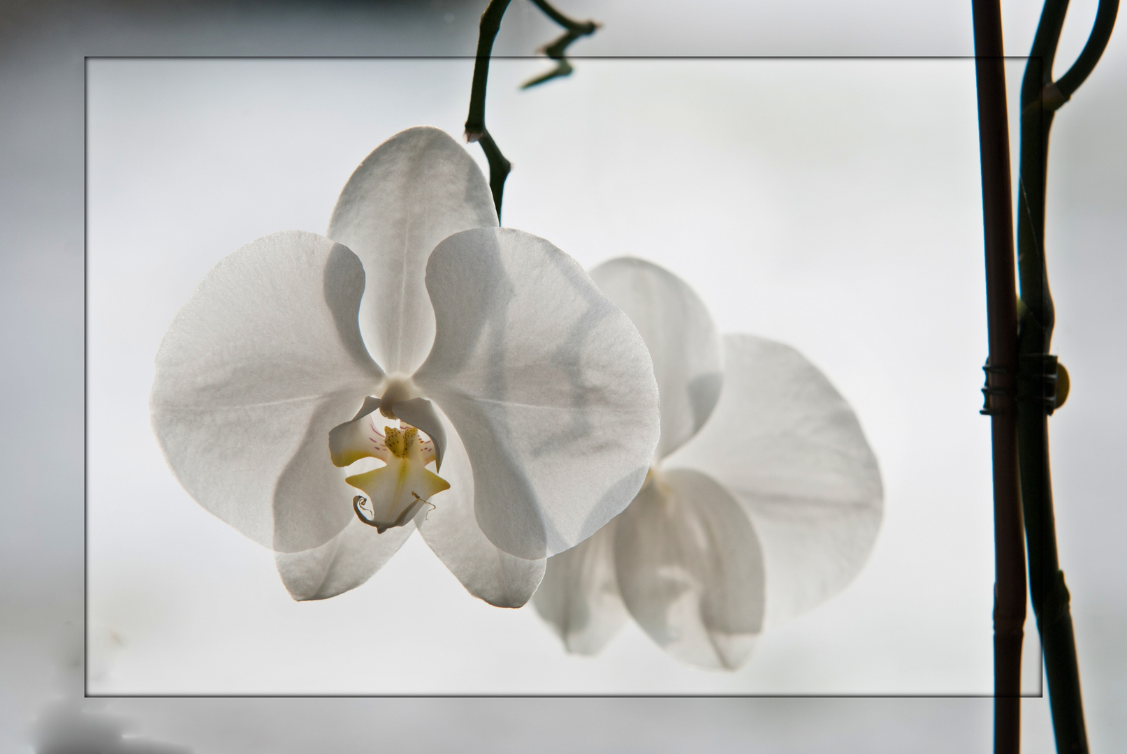 Phalaenopsis Orchidee in weiß