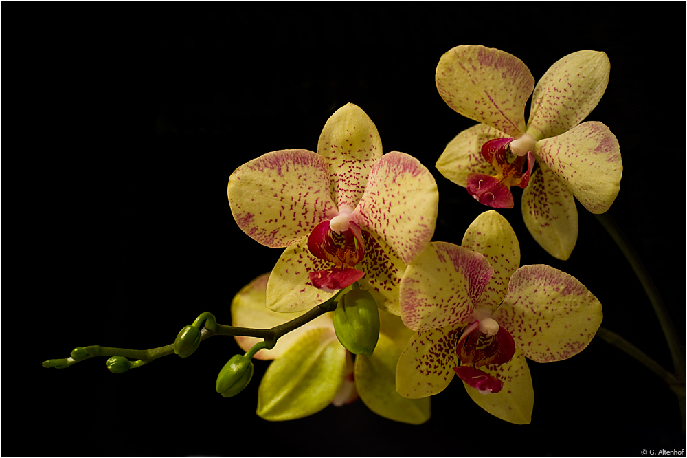 Phalaenopsis Orchidee, Part2