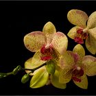 Phalaenopsis Orchidee, Part2