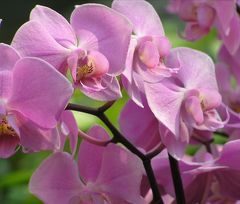 Phalaenopsis Orchidee, rot-rosa