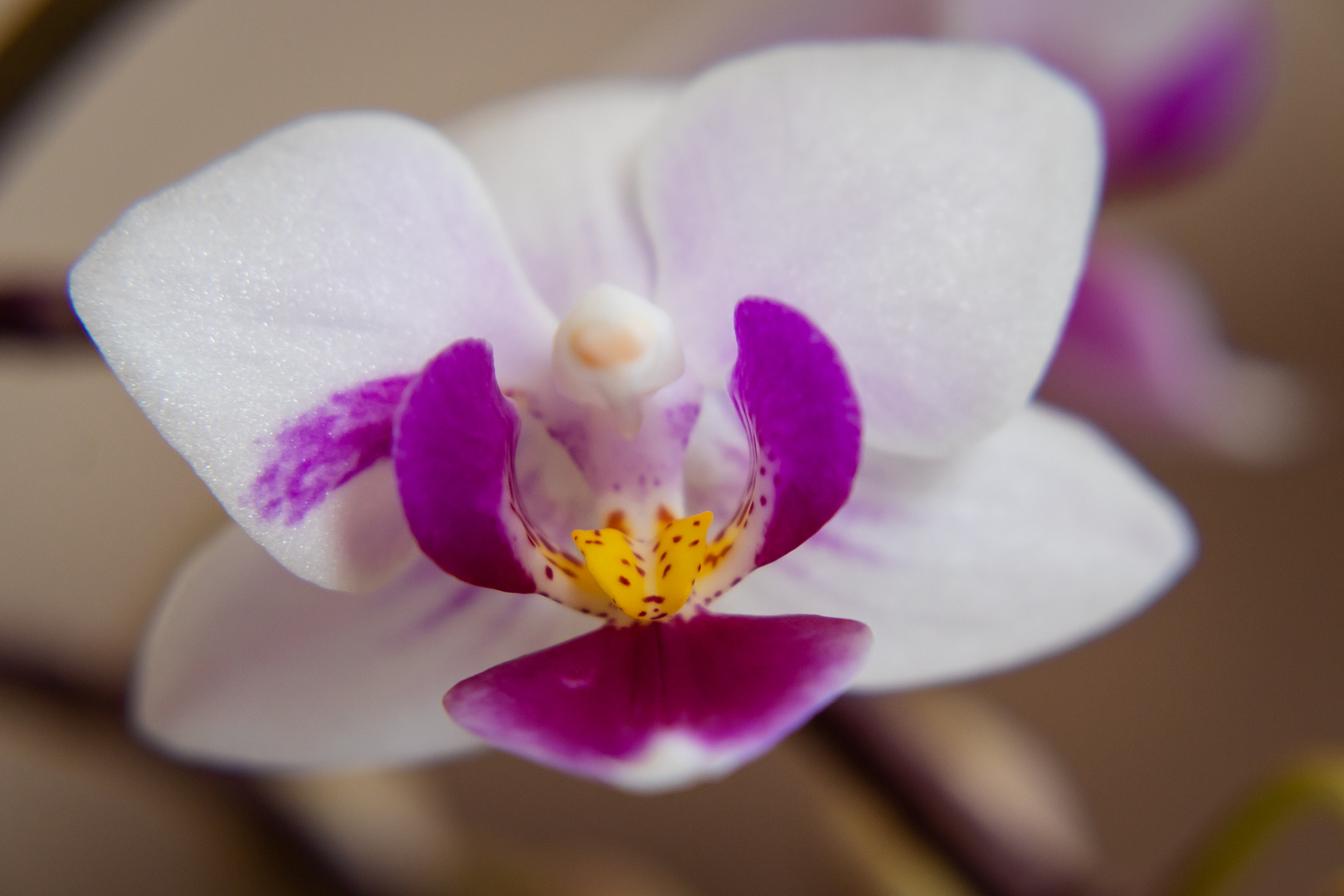 Phalaenopsis Orchidee und Blüte