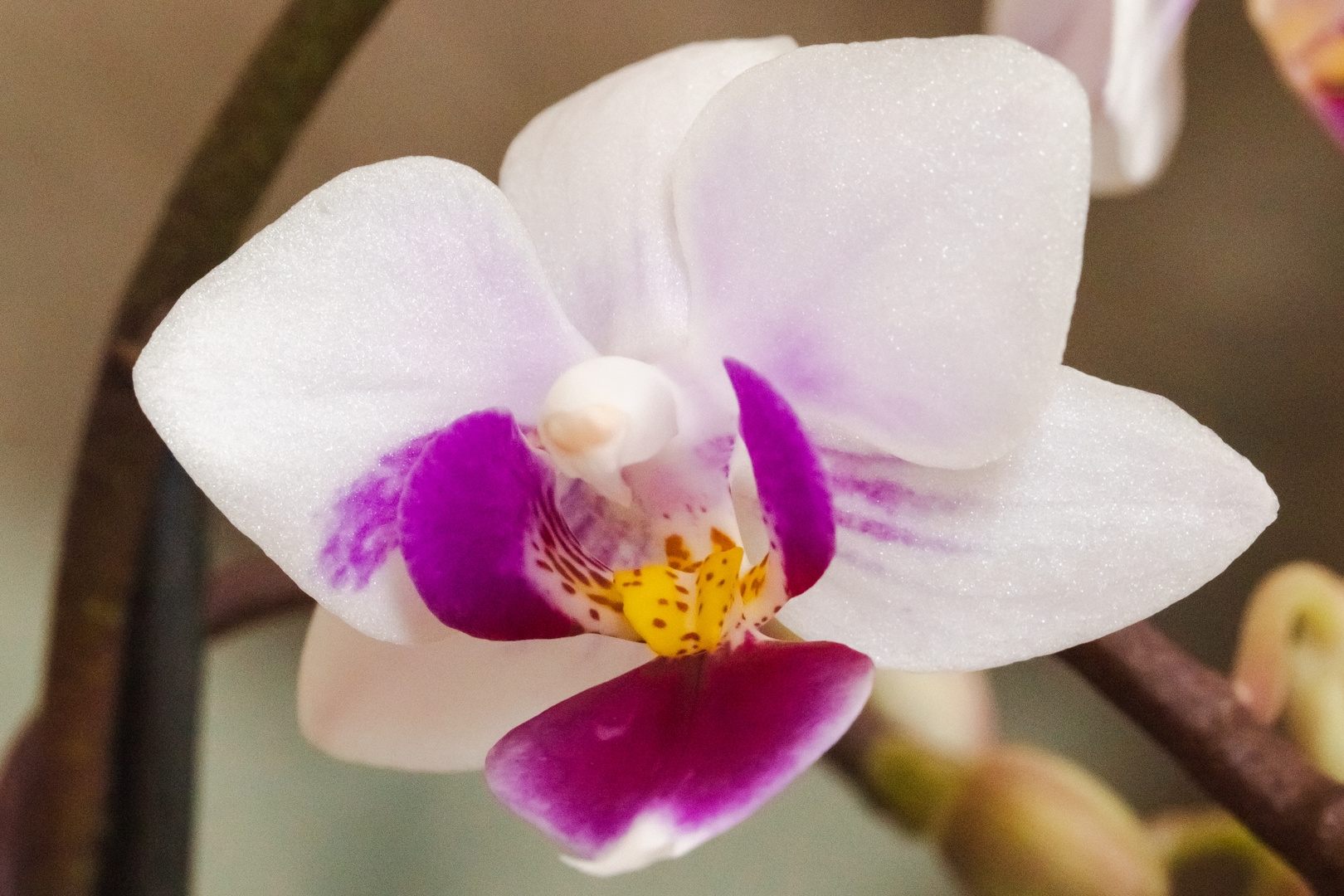 Phalaenopsis Orchidee und Blüte