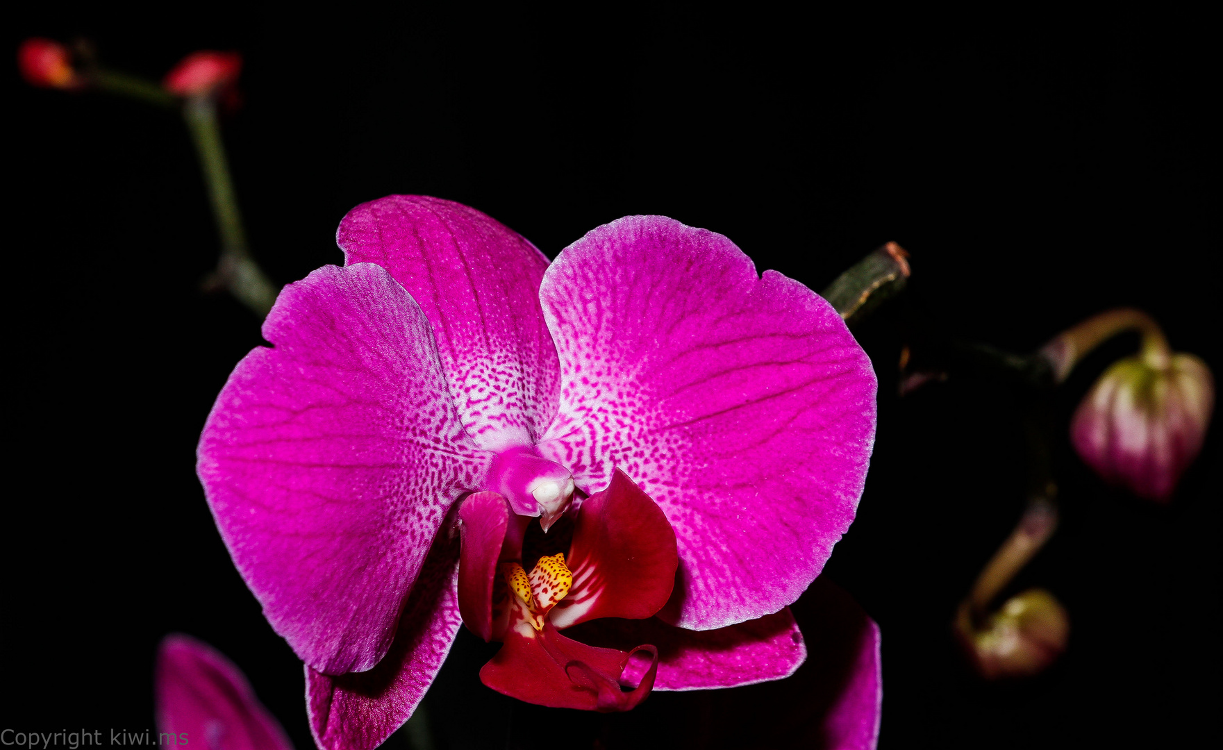 Phalaenopsis-Orchideen