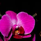 Phalaenopsis-Orchideen