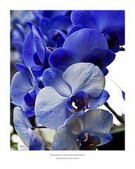 Phalaenopsis – Orchideen der Sehnsucht - blau