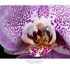 Phalaenopsis – Orchideen der Sehnsucht - "Leopard Prince"