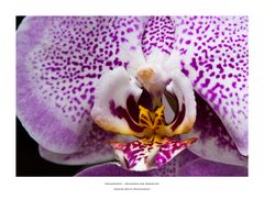 Phalaenopsis – Orchideen der Sehnsucht - "Leopard Prince"
