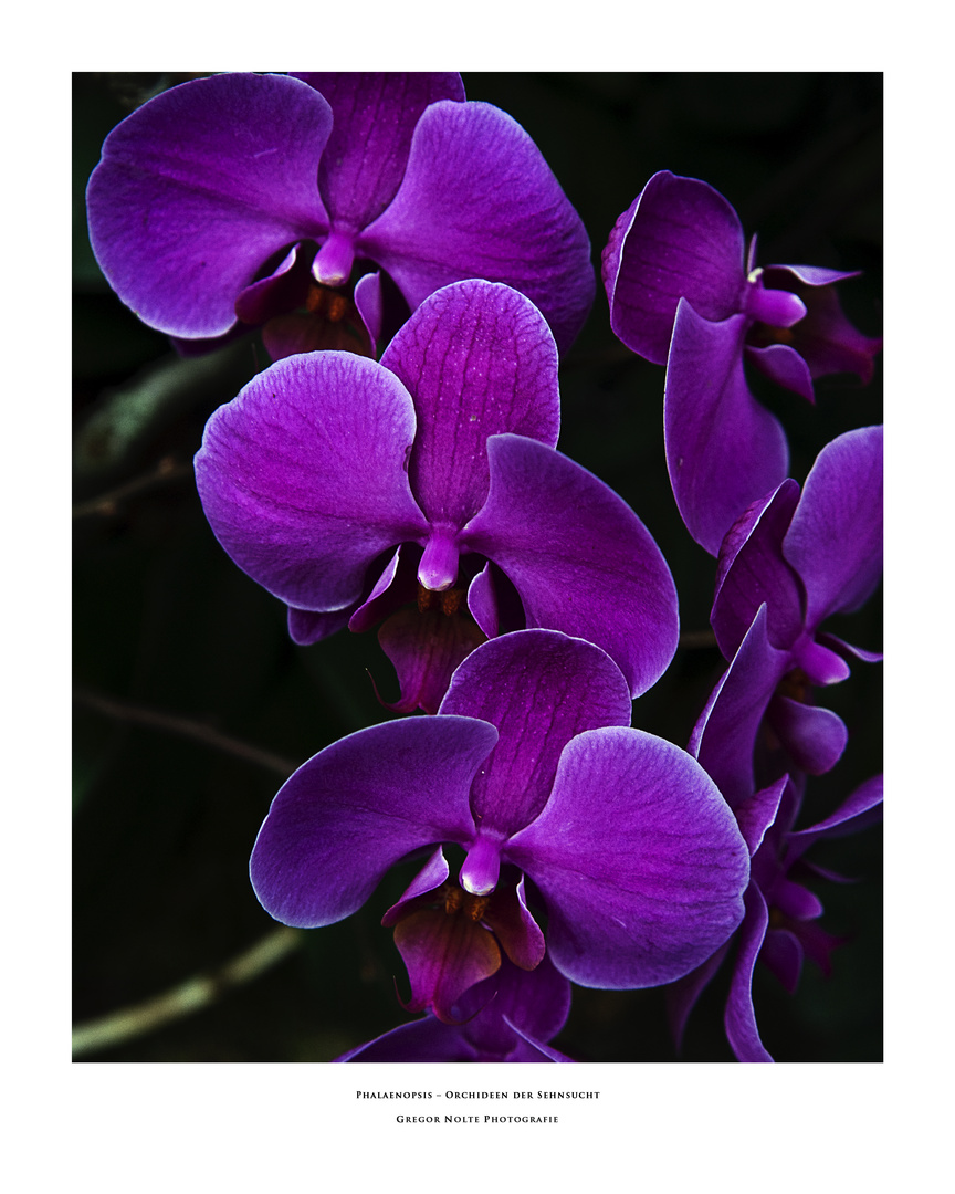 Phalaenopsis – Orchideen der Sehnsucht - pink