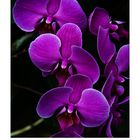 Phalaenopsis – Orchideen der Sehnsucht - pink