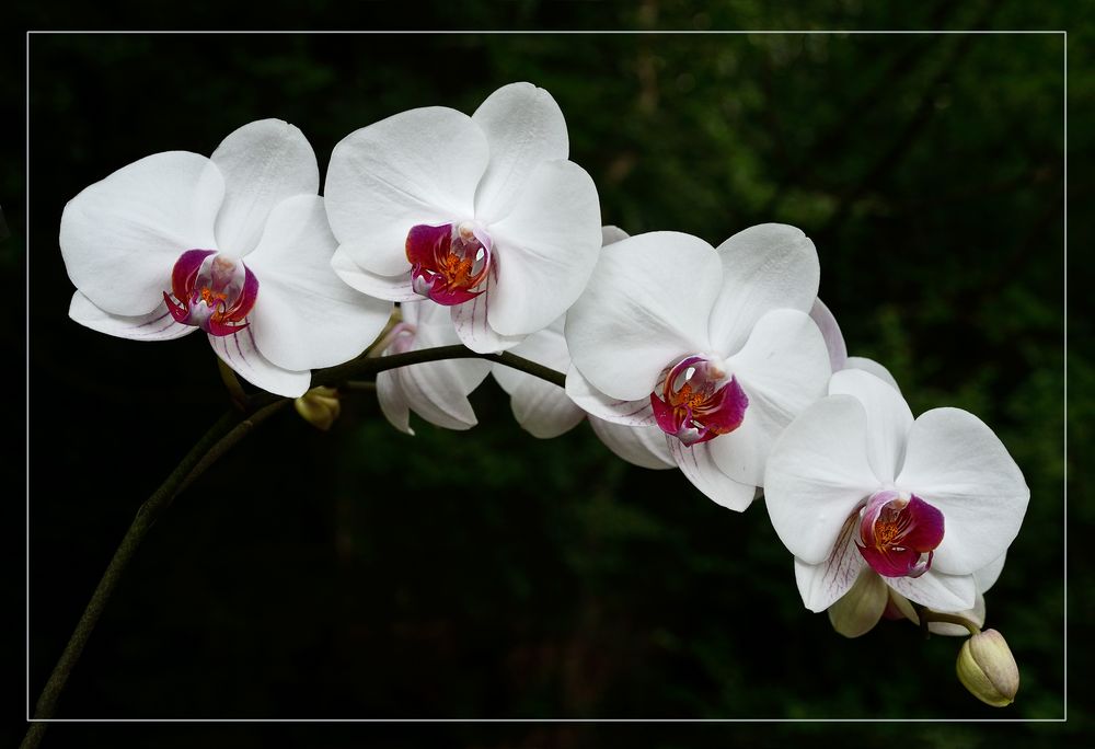 Phalaenopsis-Orchideen in weiss