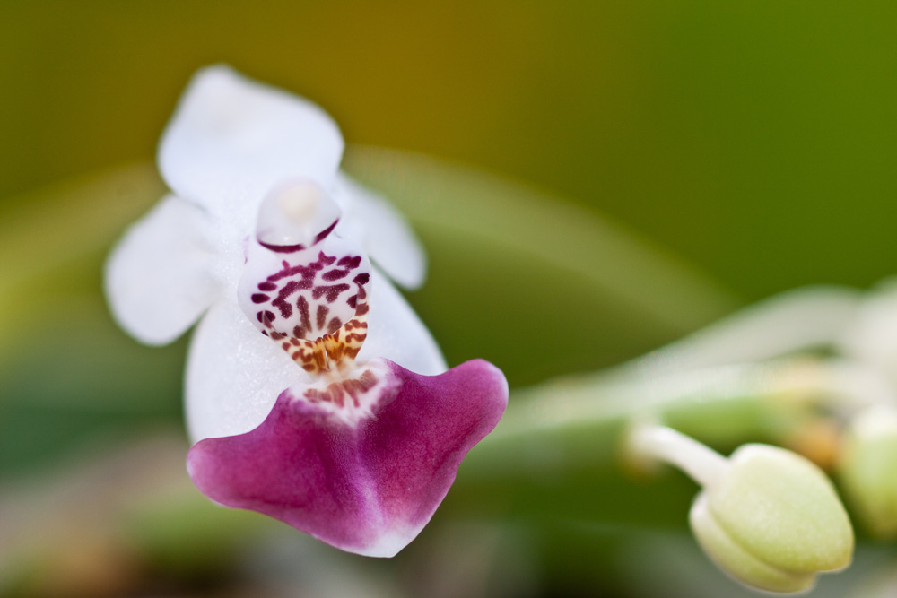 Phalaenopsis parishii