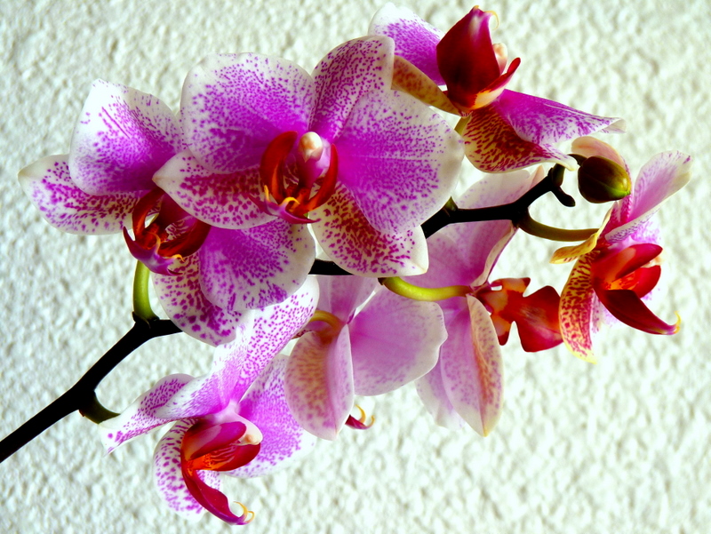 phalaenopsis pointillé